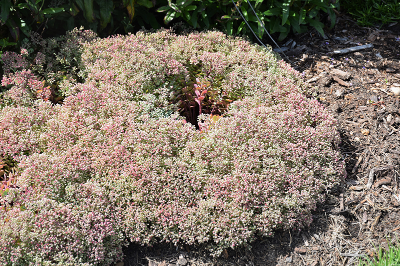 Steel The Show Stonecrop (Sedum 'Steel The Show') at Plants Unlimited