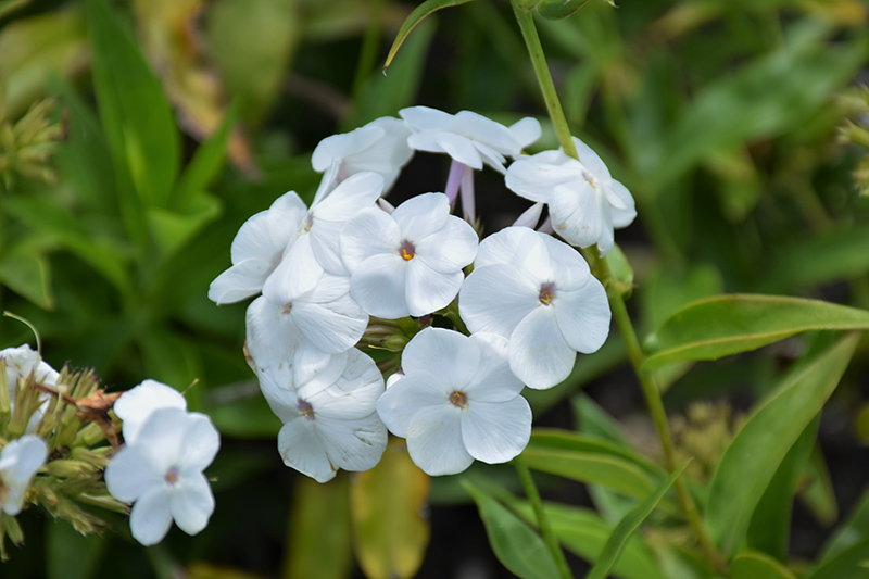 Opening Act White Phlox (Phlox 'Opening Act White') at Plants Unlimited