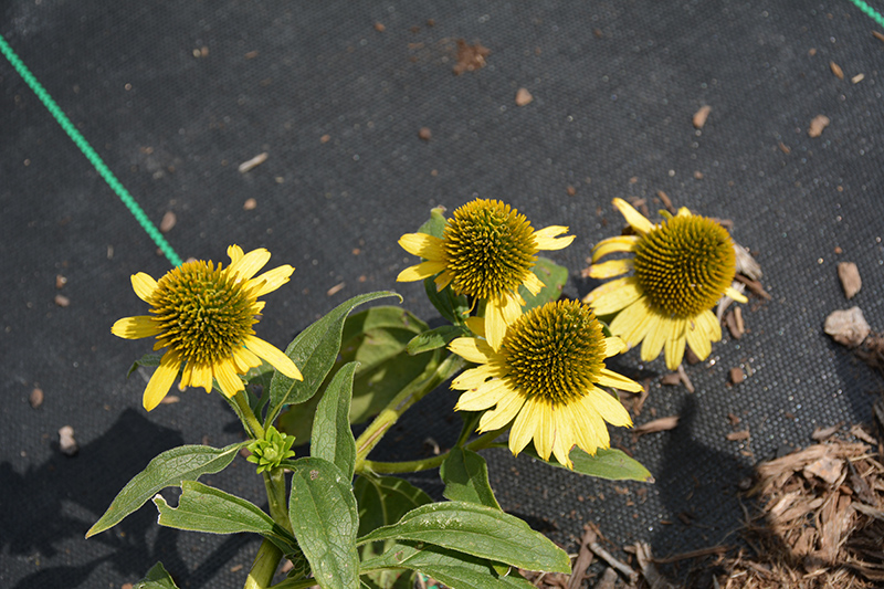 Kismet Yellow Coneflower (Echinacea 'TNECHKY') at Plants Unlimited