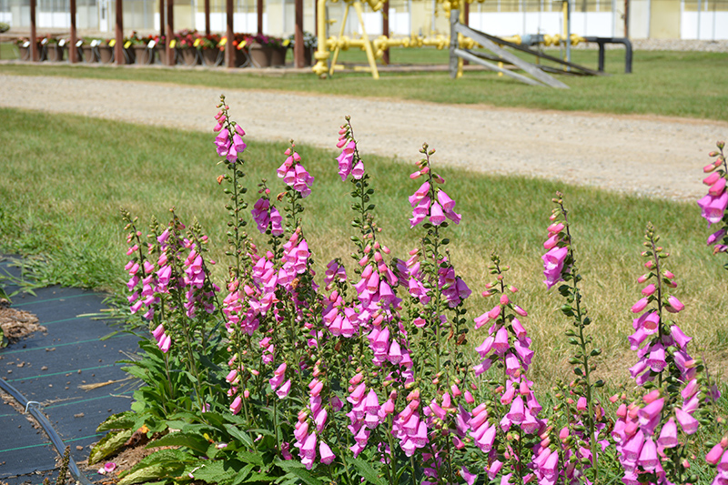 Pink Panther Foxglove (Digitalis 'Pink Panther') at Plants Unlimited