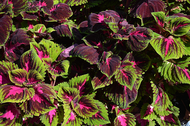 Kong Red Coleus (Solenostemon scutellarioides 'Kong Red') at Plants Unlimited