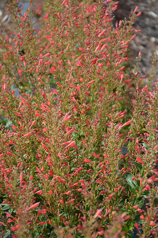 Kudos Red Hyssop (Agastache 'Kudos Red') at Plants Unlimited