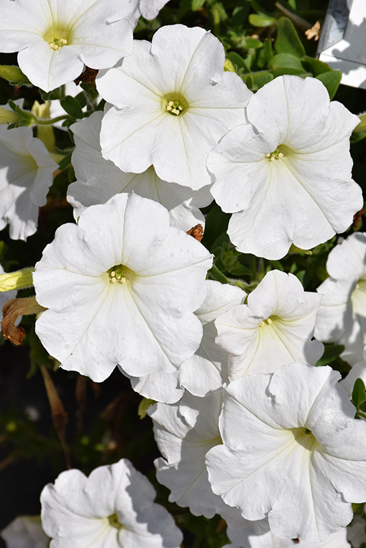 Easy Wave White Petunia (Petunia 'Easy Wave White') at Plants Unlimited