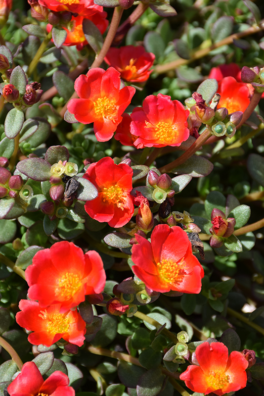 Mojave Red Portulaca (Portulaca grandiflora 'Mojave Red') at Plants Unlimited