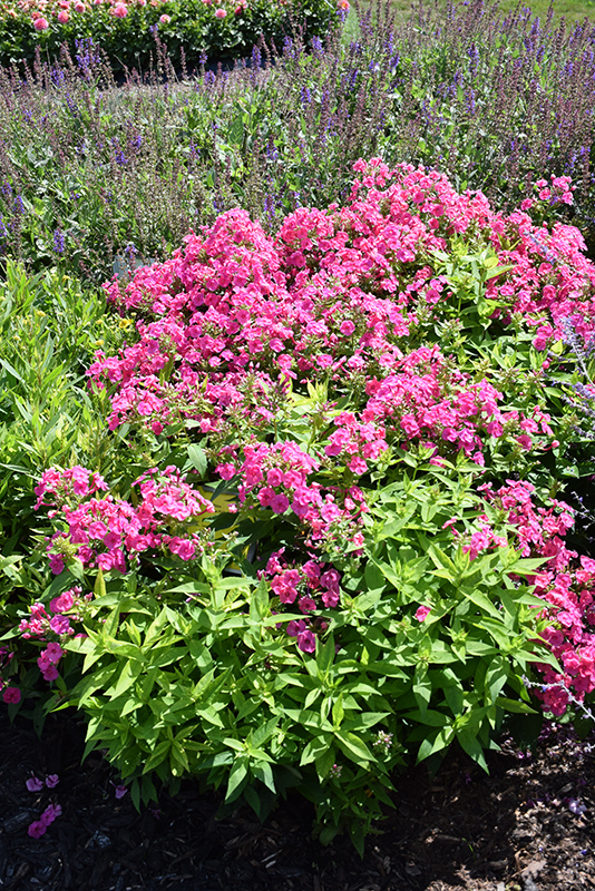Ka-Pow Pink Garden Phlox (Phlox paniculata 'Balkapopink') at Plants Unlimited
