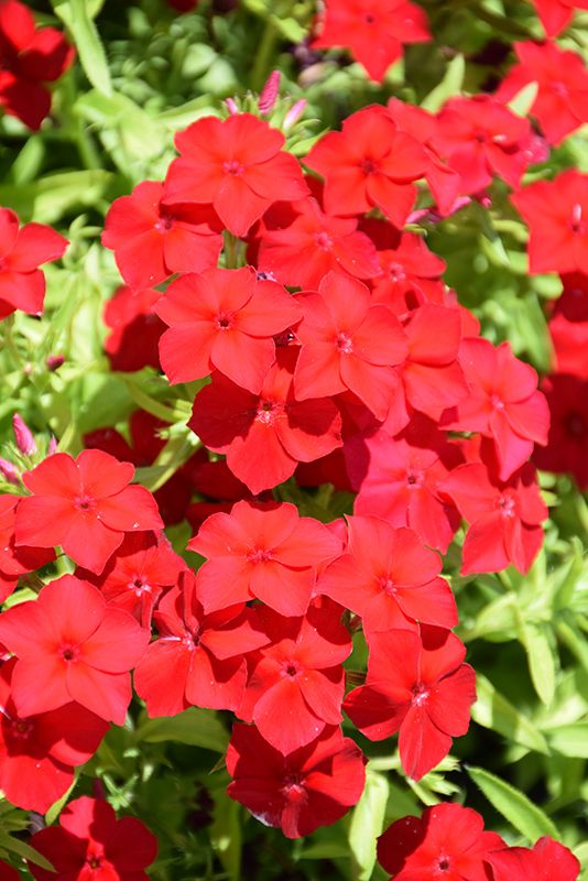 Intensia Red Hot Annual Phlox (Phlox 'DPHLOX911') at Plants Unlimited