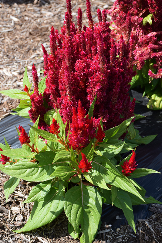 Fresh Look Red Celosia (Celosia 'Fresh Look Red') at Plants Unlimited