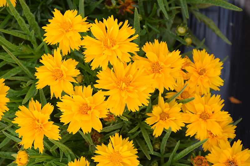 Double the Sun Tickseed (Coreopsis grandiflora 'Double the Sun') at Plants Unlimited
