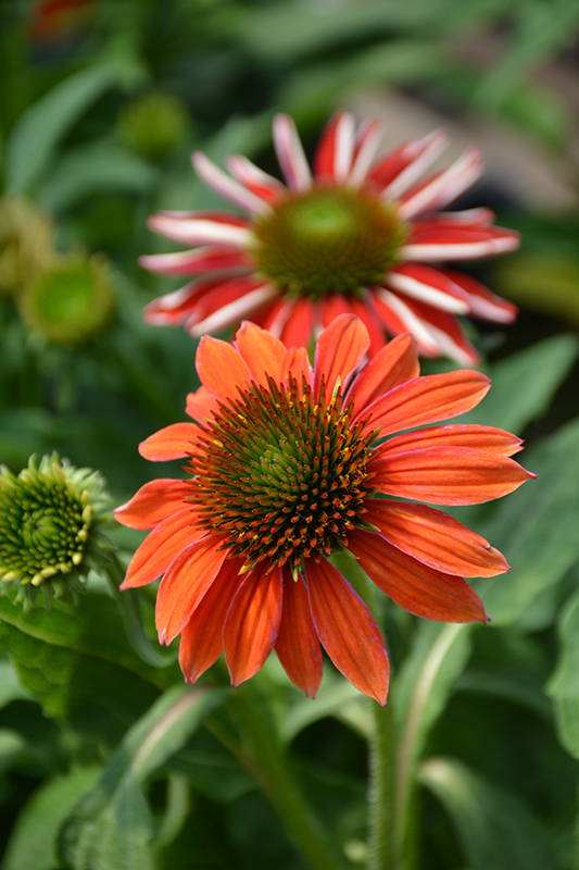 Artisan Red Ombre Coneflower (Echinacea 'PAS1257973') at Plants Unlimited