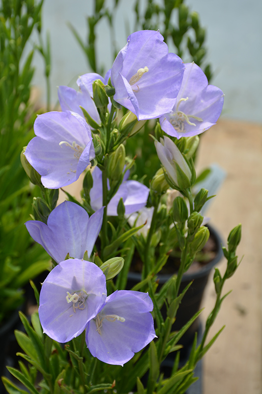 Peachleaf Bellflower (Campanula persicifolia) at Plants Unlimited