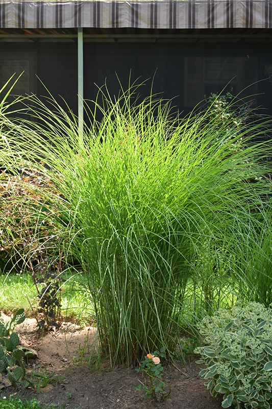 Gracillimus Maiden Grass (Miscanthus sinensis 'Gracillimus') at Plants Unlimited