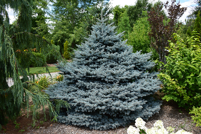 Montgomery Blue Spruce (Picea pungens 'Montgomery') at Plants Unlimited