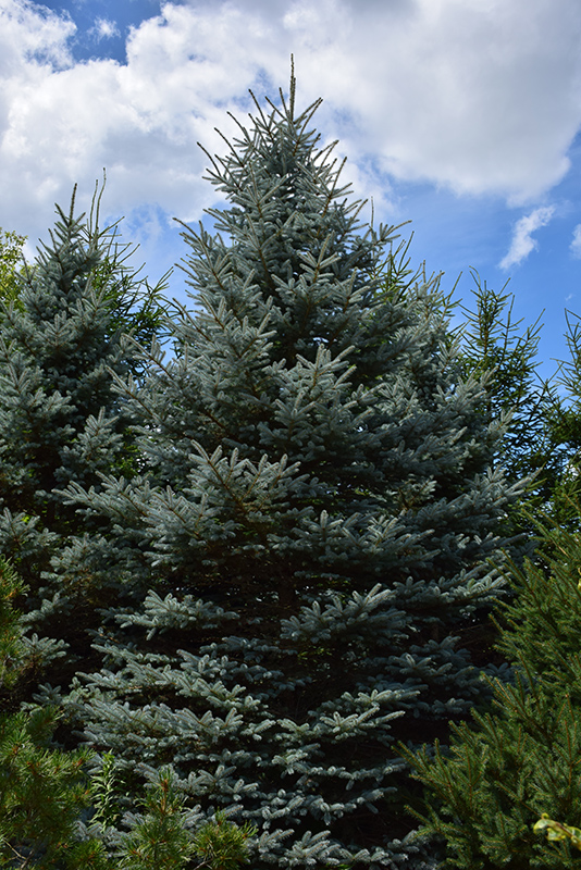 Baby Blue Eyes Spruce (Picea pungens 'Baby Blue Eyes') at Plants Unlimited