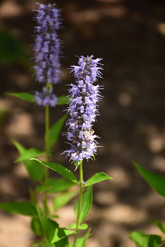 Blue Fortune Anise Hyssop (Agastache 'Blue Fortune') at Plants Unlimited