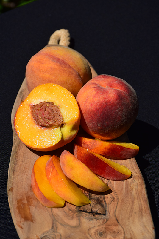Elberta Peach (Prunus persica 'Elberta') at Plants Unlimited