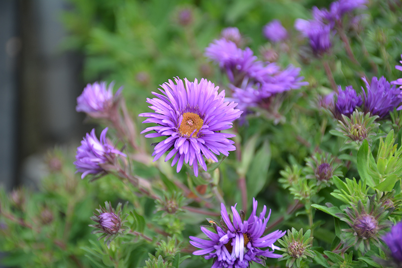 Grape Crush New England Aster (Aster novae-angliae 'Grape Crush') at Plants Unlimited