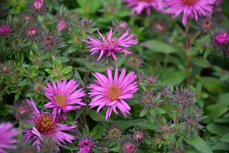 Pink Crush New England Aster (Aster novae-angliae 'Pink Crush') at Plants Unlimited