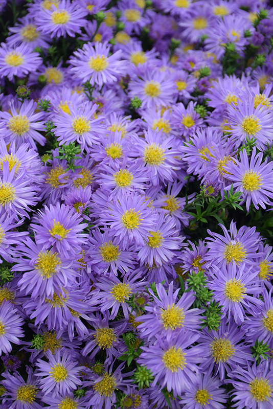 Kickin Purple Aster (Aster 'Kickin Purple') at Plants Unlimited