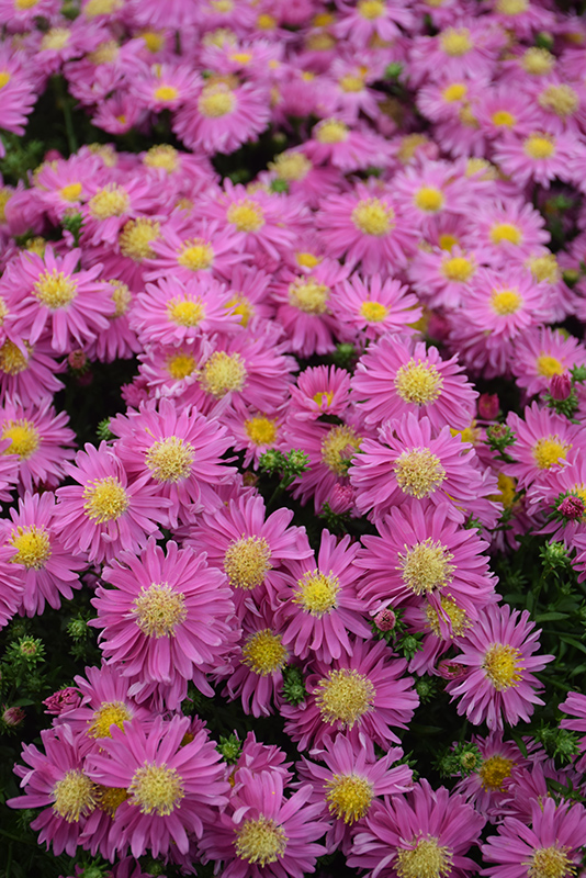 Kickin Carmine Red Aster (Aster 'Kickin Carmine Red') at Plants Unlimited