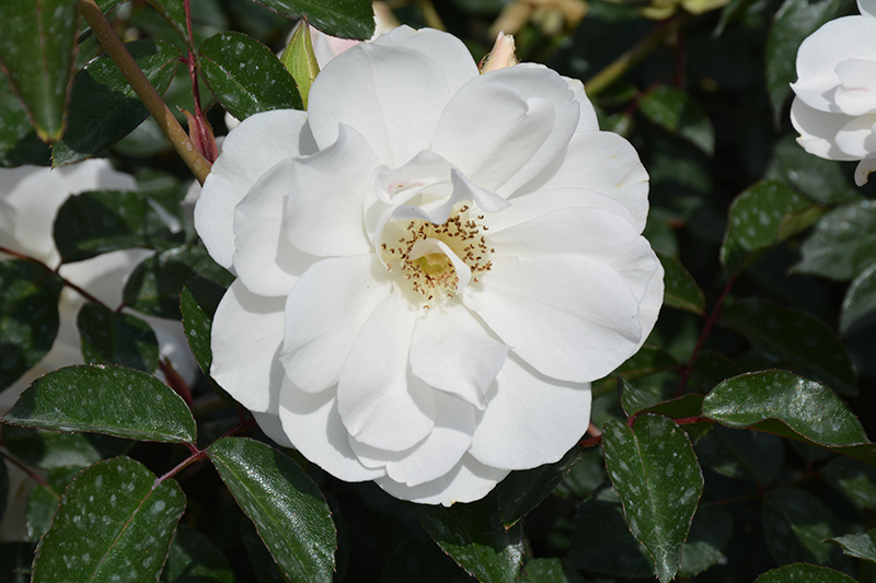 Iceberg Rose (Rosa 'Iceberg') at Plants Unlimited