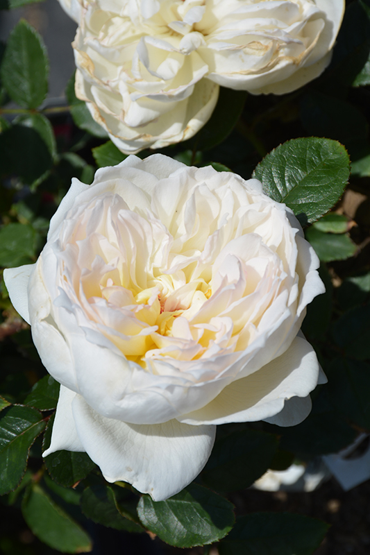 Bolero Rose (Rosa 'Meidelweis') at Plants Unlimited