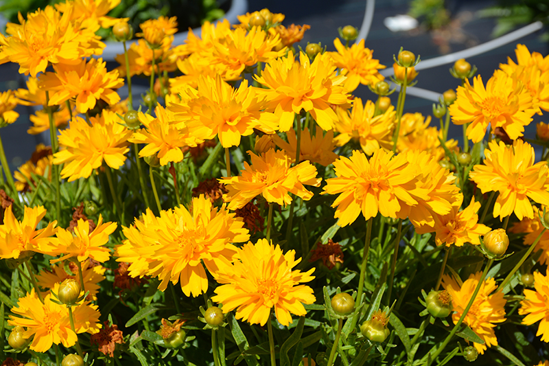 Double the Sun Tickseed (Coreopsis grandiflora 'Double the Sun') at Plants Unlimited
