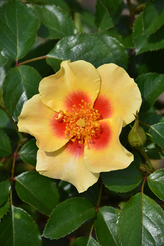 Ringo Rose (Rosa 'ChewBullseye') at Plants Unlimited