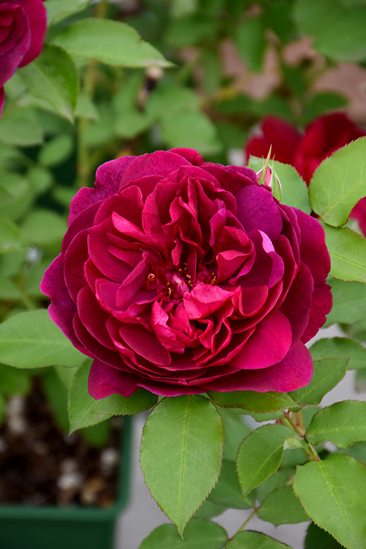 Darcey Bussell Rose (Rosa 'Darcey Bussell') at Plants Unlimited