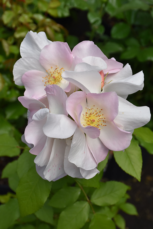 Sally Holmes Rose (Rosa 'Sally Holmes') at Plants Unlimited