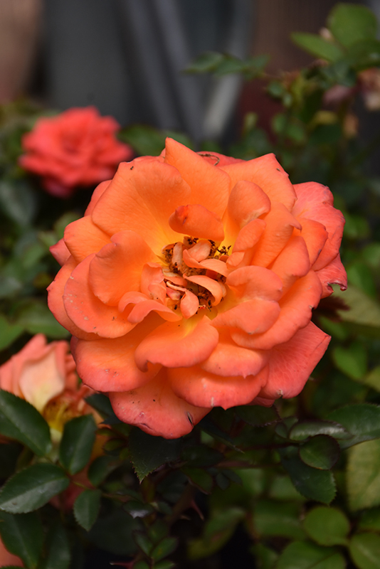 Amber Sunblaze Rose (Rosa 'Meiludoca') at Plants Unlimited