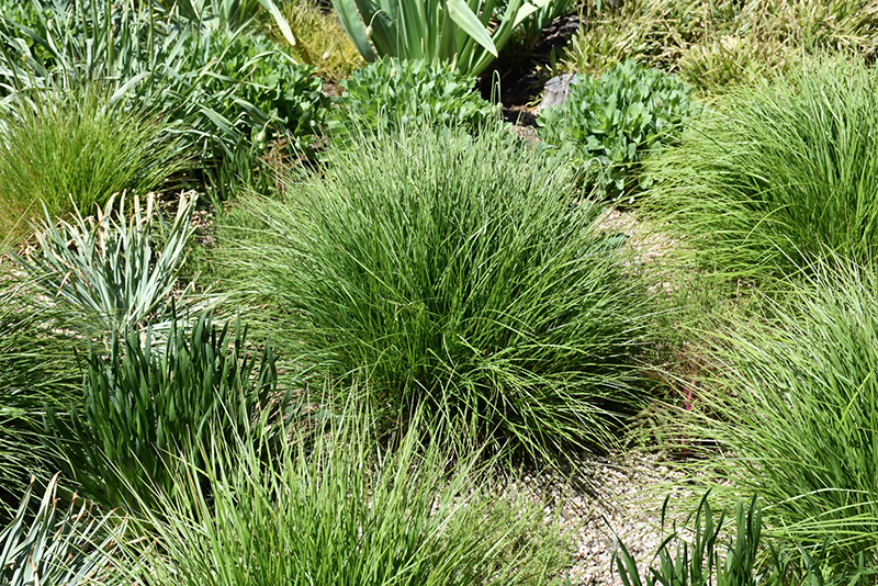 Autumn Moor Grass (Sesleria autumnalis) at Plants Unlimited