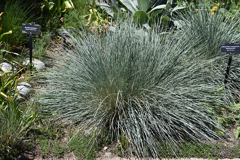 Saphirsprudel Blue Oat Grass (Helictotrichon sempervirens 'Saphirsprudel') at Plants Unlimited