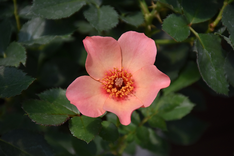 Ringo All-Star Rose (Rosa 'ChewEyesUp') at Plants Unlimited