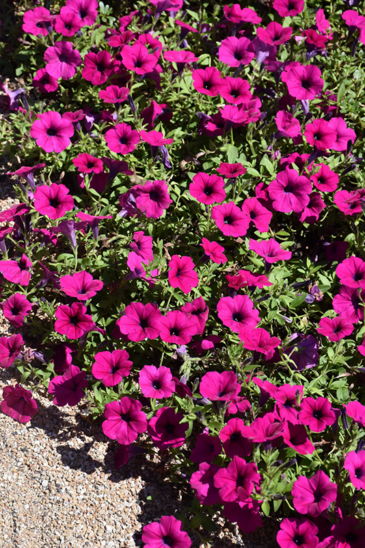 Wave Purple Classic Petunia (Petunia 'Wave Purple Classic') at Plants Unlimited