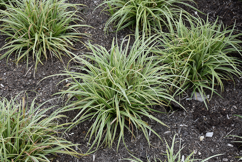 Silver Sceptre Variegated Japanese Sedge (Carex morrowii 'Silver Sceptre') at Plants Unlimited