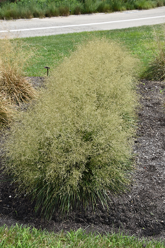 Golden Dew Tufted Hair Grass (Deschampsia cespitosa 'Goldtau') at Plants Unlimited