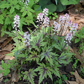 How to Grow and Care for Foamflower