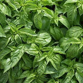 Amazel Basil Ocimum Amazel in Rockport Camden Belfast