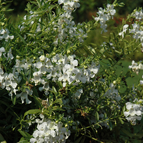 Carita Cascade White Angelonia Angelonia angustifolia Carita