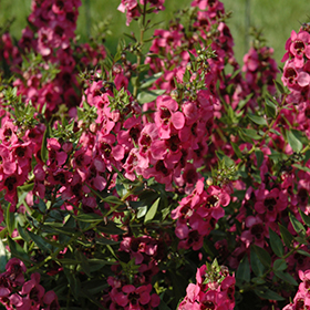 Carita Raspberry Angelonia Angelonia angustifolia Carita