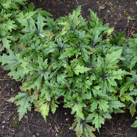 Cutting Edge' - Foamflower - Tiarella hybrid