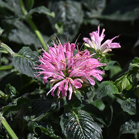 Individual Sugar Scarlet