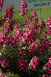 Carita Raspberry Angelonia Angelonia angustifolia Carita